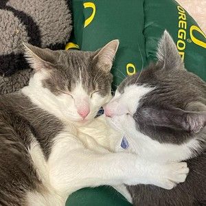 Meet your Posher, Mary